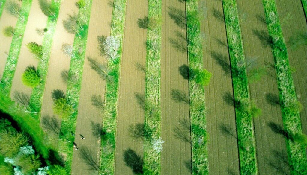 Mixed timber and apple silvoarable system, Wakelyns Agroforestry