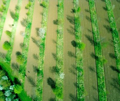 Mixed timber and apple silvoarable system, Wakelyns Agroforestry