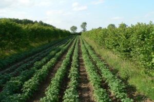 Potatoes and hazel short rotation coppice silvoarable system, Wakelyns Agroforestry