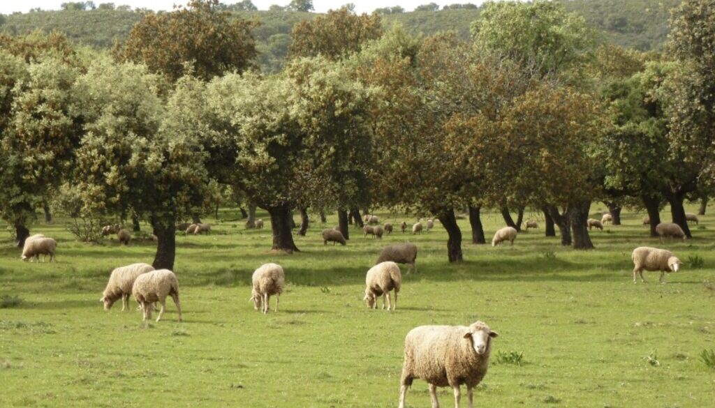 A typical dehesa with holm oak and sheep in Abadía, Cáceres