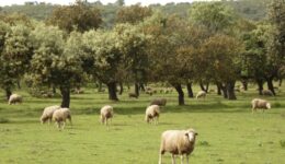 A typical dehesa with holm oak and sheep in Abadía, Cáceres