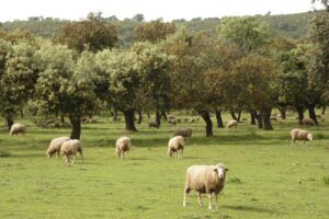 A typical dehesa with holm oak and sheep in Abadía, Cáceres