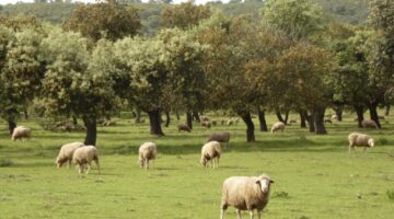 A typical dehesa with holm oak and sheep in Abadía, Cáceres