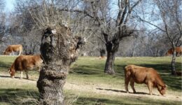 A dehesa of mediterranean ash (Fraxinus angustifolia) in central Spain. Tree pollarding provides fodder and fuelwood.