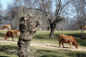 A dehesa of mediterranean ash (Fraxinus angustifolia) in central Spain. Tree pollarding provides fodder and fuelwood.