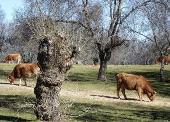 A dehesa of mediterranean ash (Fraxinus angustifolia) in central Spain. Tree pollarding provides fodder and fuelwood.