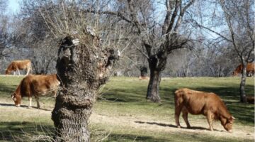 A dehesa of mediterranean ash (Fraxinus angustifolia) in central Spain. Tree pollarding provides fodder and fuelwood.