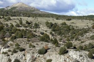 Sheep in a Juniperus thurifera open forest in the highlands of Tiermes, Soria.