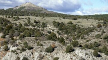 Sheep in a Juniperus thurifera open forest in the highlands of Tiermes, Soria.