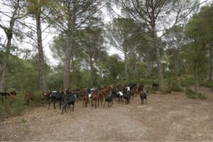 Goats in an Aleppo pine forest in Cassà de la Selva, Girona.