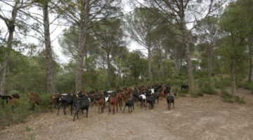 Goats in an Aleppo pine forest in Cassà de la Selva, Girona.