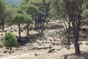 Goats of the local Guadarrama bred grazing in a stone pine forests in Valdemaqueda, Madrid