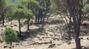 Goats of the local Guadarrama bred grazing in a stone pine forests in Valdemaqueda, Madrid