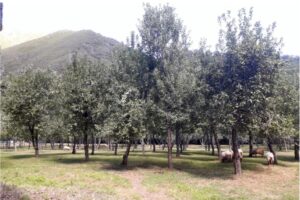 Sheep grazing in an apple orchard in Asturias