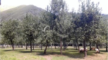 Sheep grazing in an apple orchard in Asturias