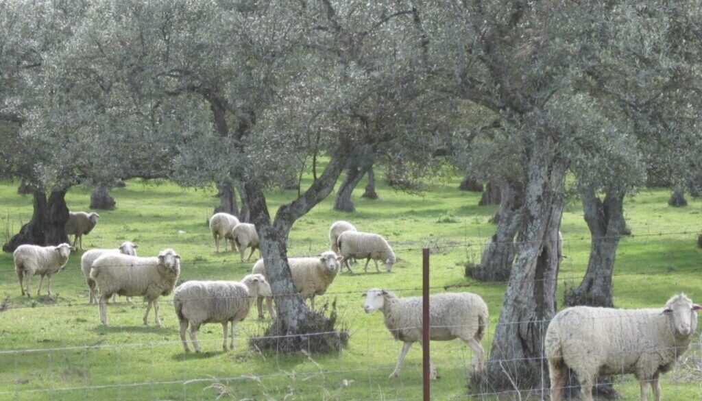 Sheep grazing in an olive tree orchard in Mirabel, Cáceres