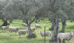 Sheep grazing in an olive tree orchard in Mirabel, Cáceres