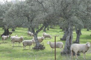 Sheep grazing in an olive tree orchard in Mirabel, Cáceres