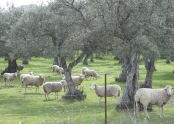 Sheep grazing in an olive tree orchard in Mirabel, Cáceres