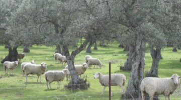 Sheep grazing in an olive tree orchard in Mirabel, Cáceres