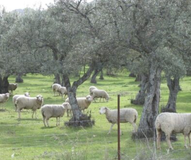 Sheep grazing in an olive tree orchard in Mirabel, Cáceres