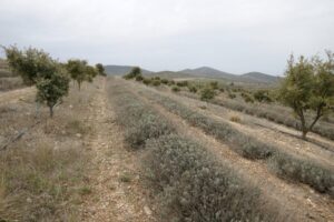 Alley cropping system combining hybrid lavender with holm oak trees mycorrhized with black truffle in the high steppes of San Felices, Soria.