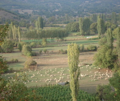 presence_of_trees_crops_and_animals_in_mountainous_agroforestry_systems_of_northern_greece