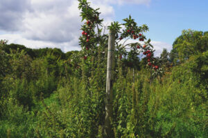 Stora Juleboda Agroforestry