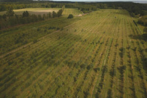 Stora Juleboda Agroforestry