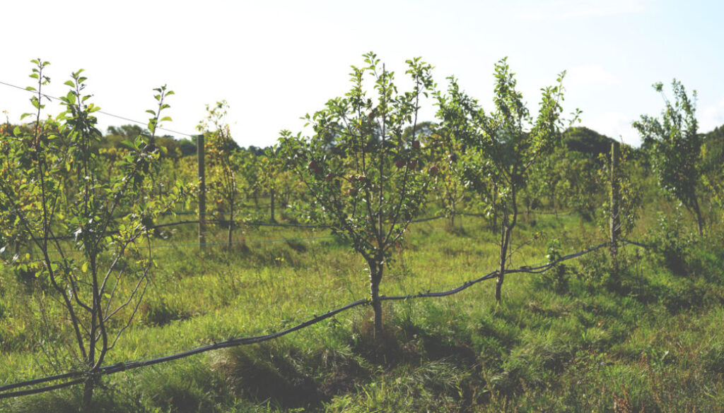 Stora Juleboda Agroforestry_Permaodlingen