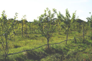 Stora Juleboda Agroforestry_Permaodlingen