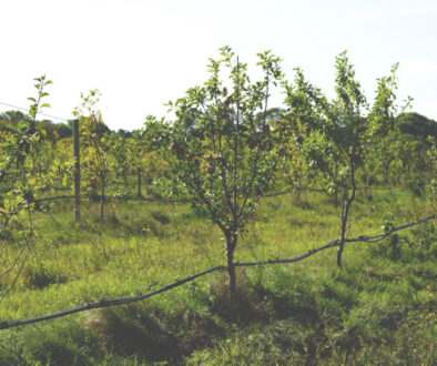 Stora Juleboda Agroforestry_Permaodlingen