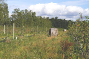 Stora Juleboda Humlebon