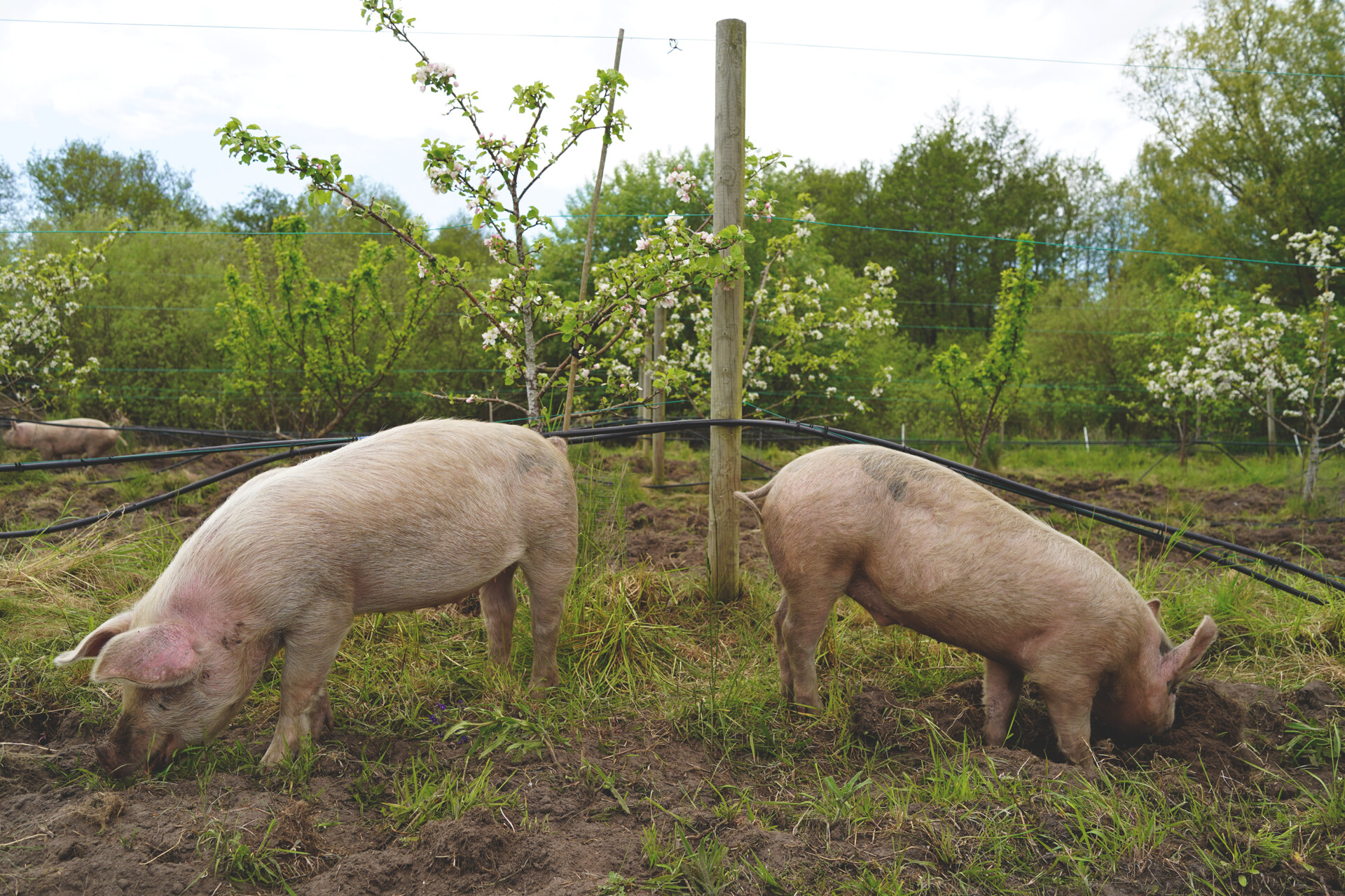 Unhide Agroforestry Stora Juleboda Farm small