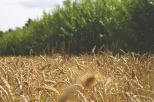 Suffolk organic agroforestry, food, horticulture hub 'Wakelyns'