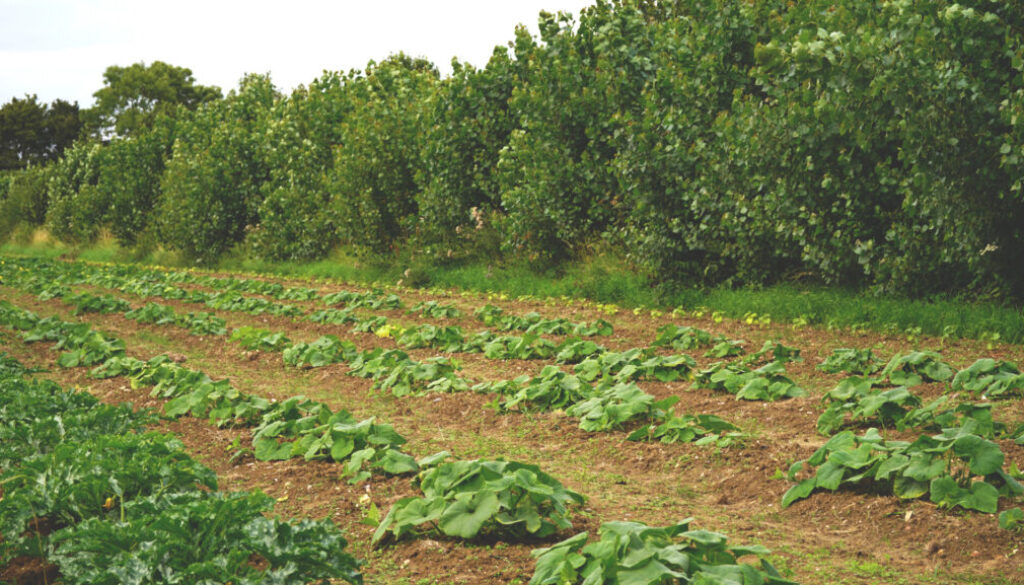 Suffolk organic agroforestry, food, horticulture hub 'Wakelyns'