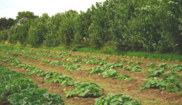 Suffolk organic agroforestry, food, horticulture hub 'Wakelyns'