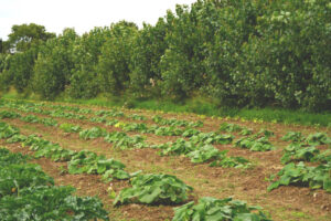 Suffolk organic agroforestry, food, horticulture hub 'Wakelyns'