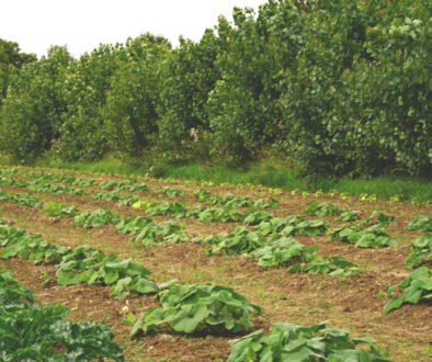 Suffolk organic agroforestry, food, horticulture hub 'Wakelyns'