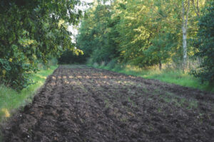 Suffolk organic agroforestry, food, horticulture hub 'Wakelyns' alley.