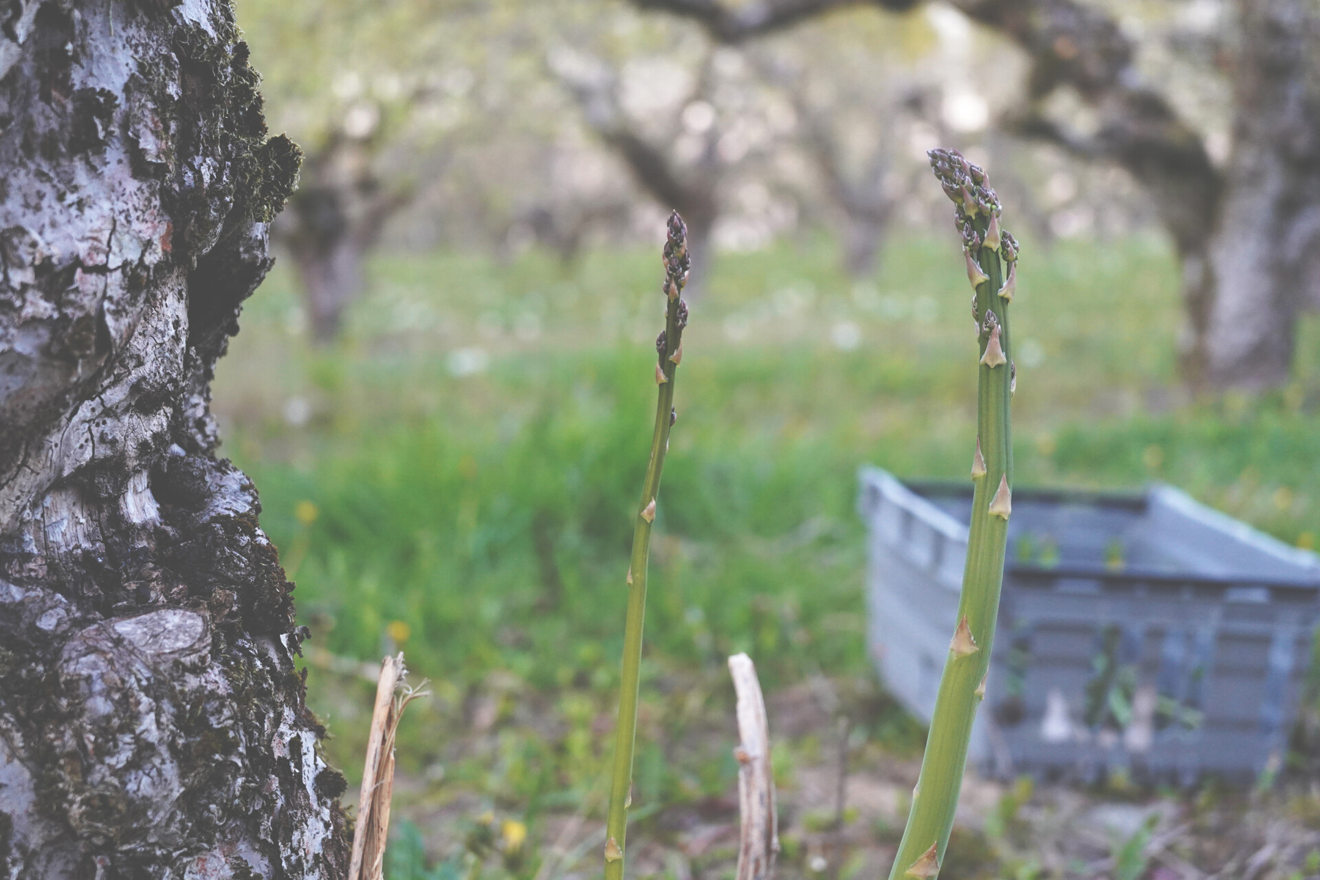 Wild Asparagus apple orchard Sweden small - maja.lindstrom@agroforestry.se