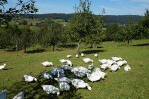 Fruit orchards, so called “Streuobstwiese” in the south of Germany