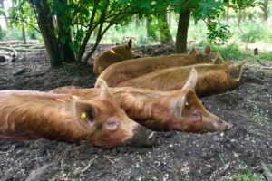 Silvo-pastoral forest grazing with pigs