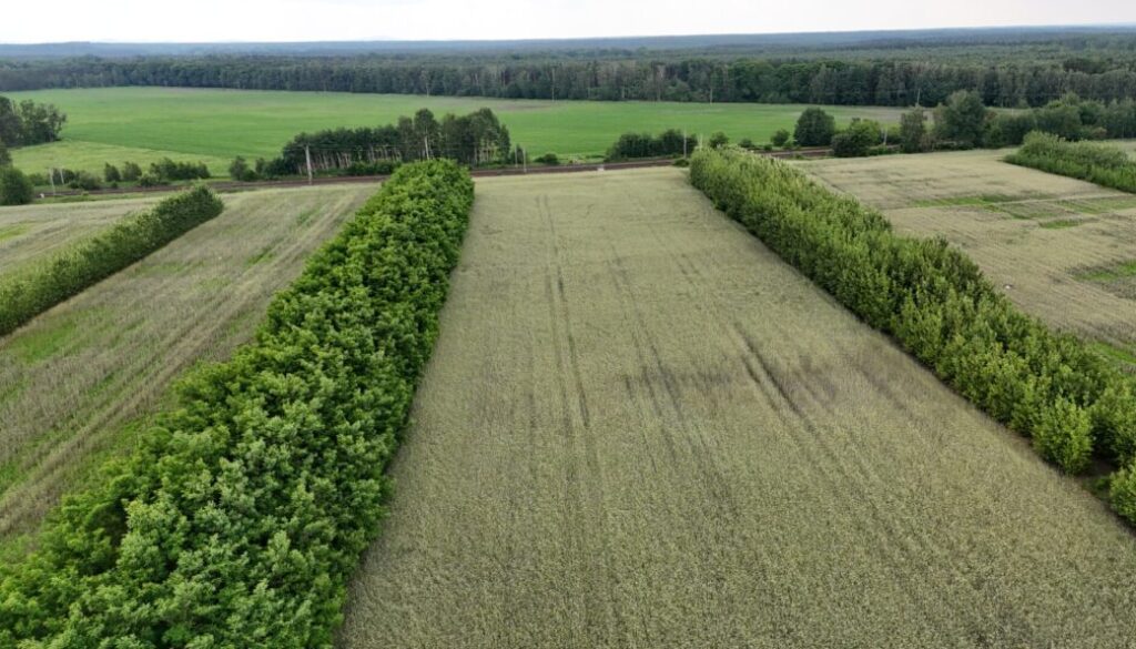 Alley cropping in Brandenburg