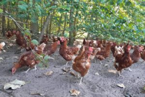 Chicken coppice in North Rhine-Westphalia