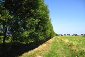 Agroforestry strips along small water course