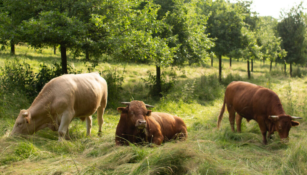 Livestock farming with trees in Rhineland-Palantinate