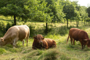 Livestock farming with trees in Rhineland-Palantinate