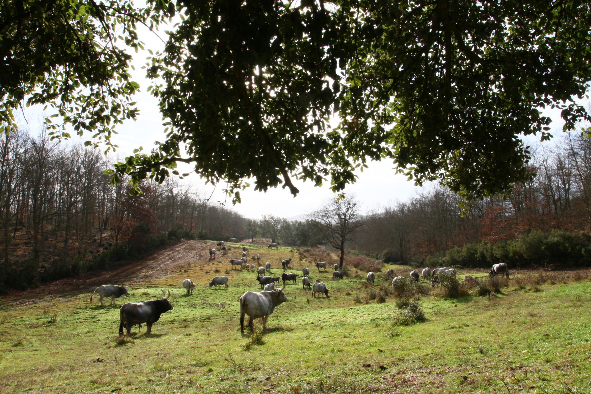 Tenuta di Paganico 3_Maremmana breed grazing in firebreaks in winter - Jacopo Goracci