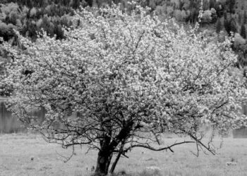 Copy of Defining forests and agroforests in the EU